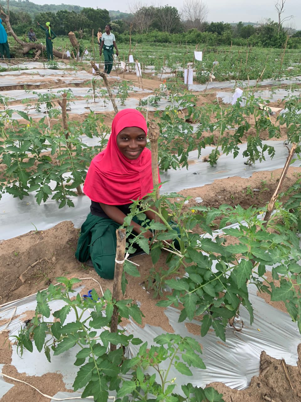 WELP Trainee, Tomato Field