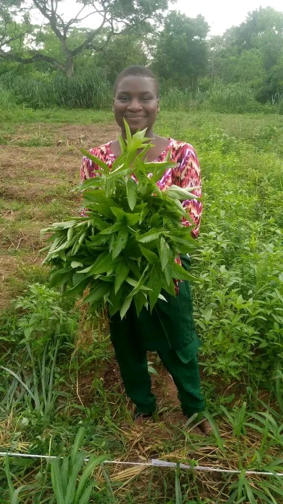 WELP Trainee — Amaranth Harvest